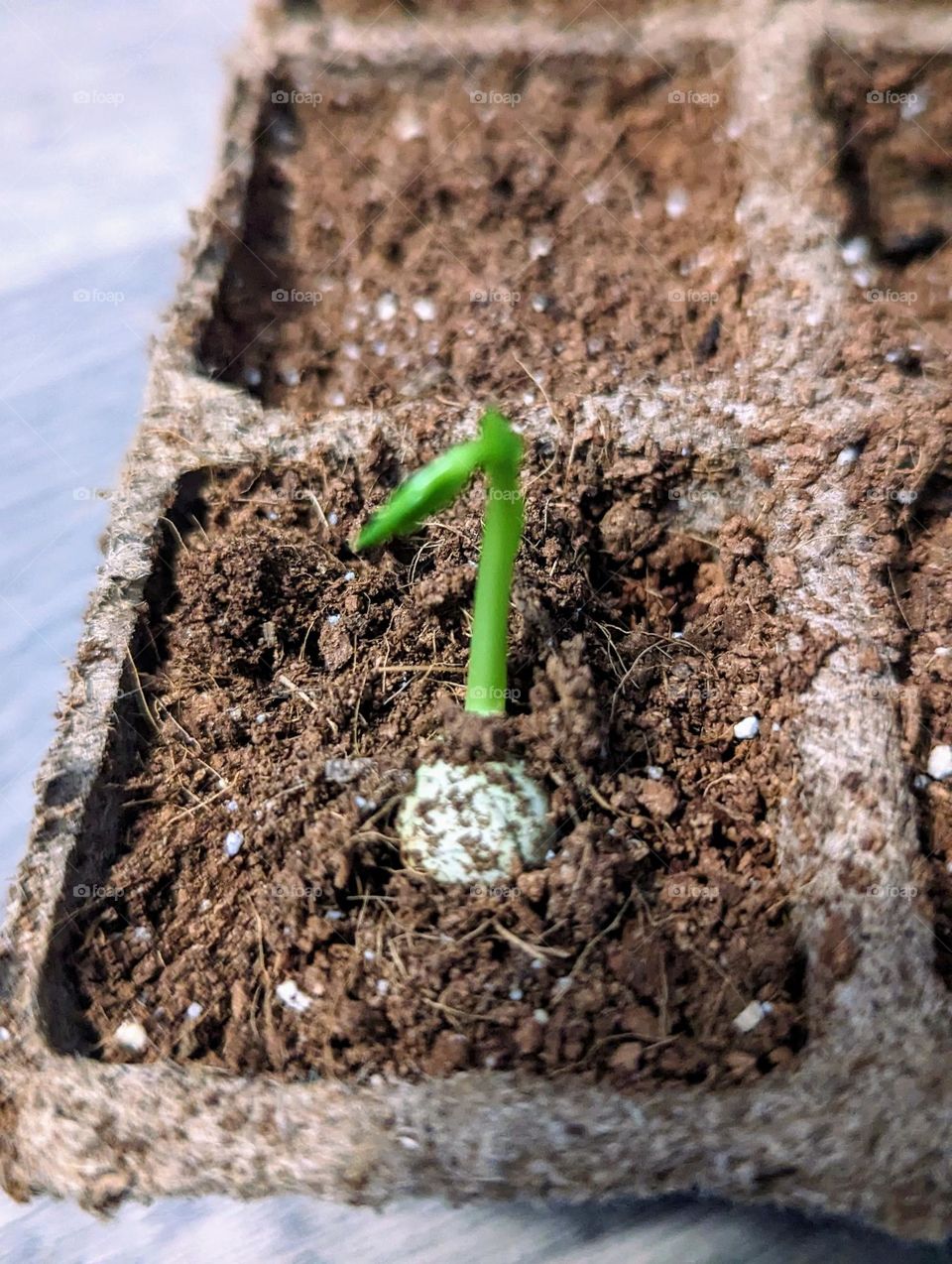 seedling starting to grow