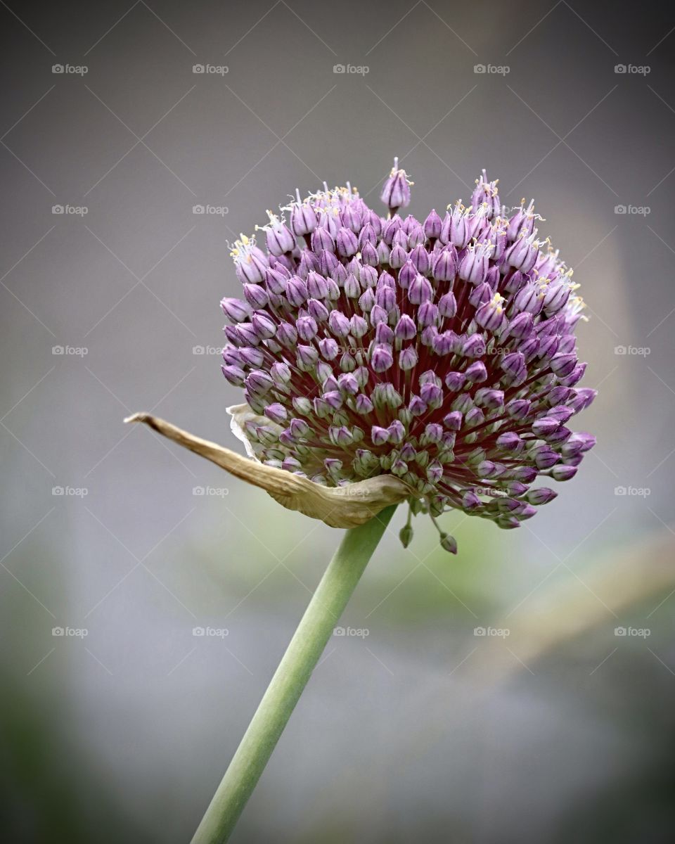 Portrait of a Plant 