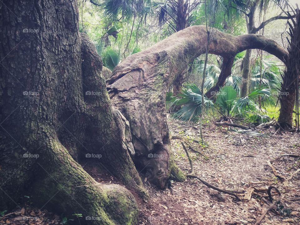 Old tree split in half but still alive