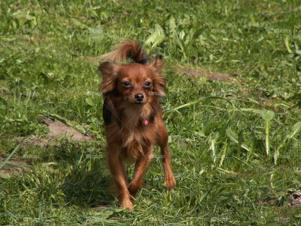 brown dog