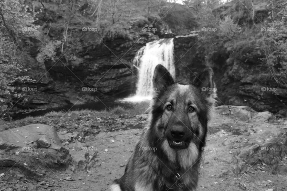 German Shepard in front of waterfall at the Falls of Falloch in Scotland