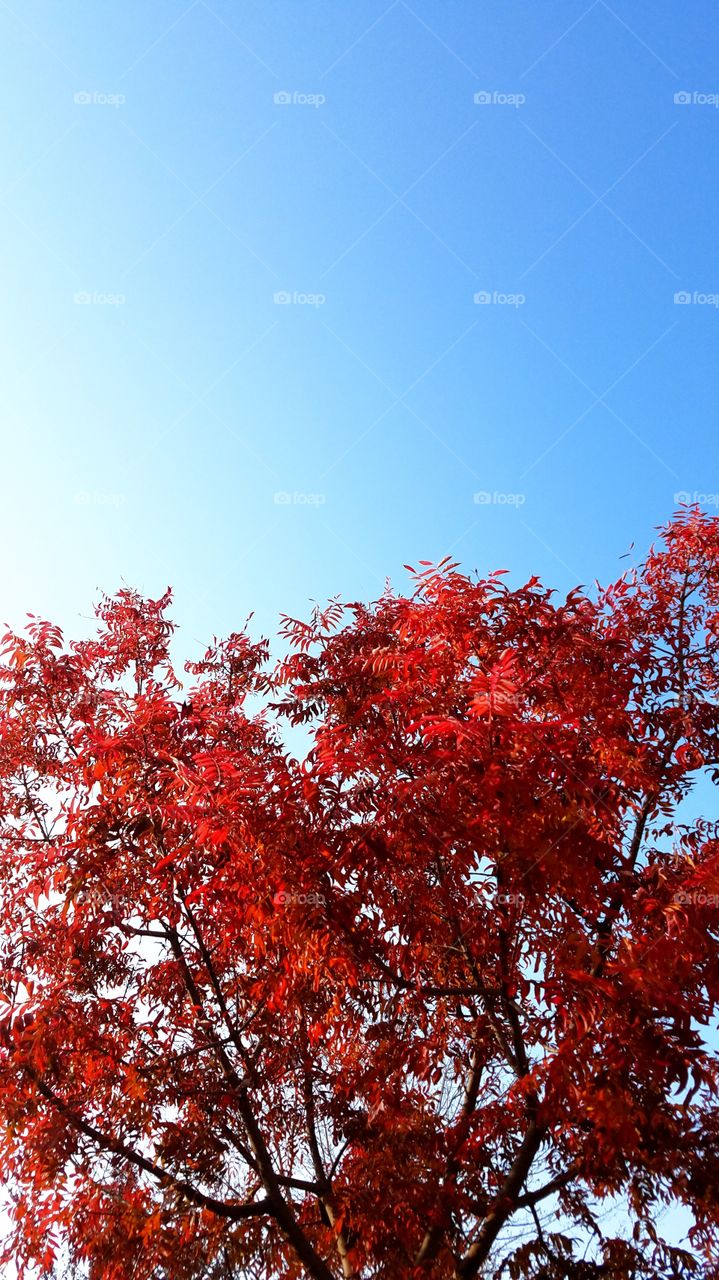 A lovely fall sight. Bright red leaves and a baby blue sky. A great fall image of happiness and love.