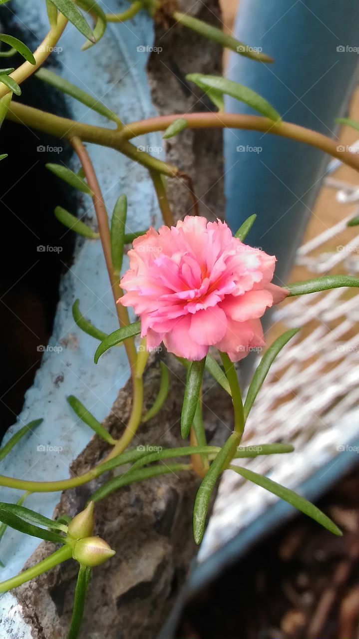 Beautiful Pink Flower macro