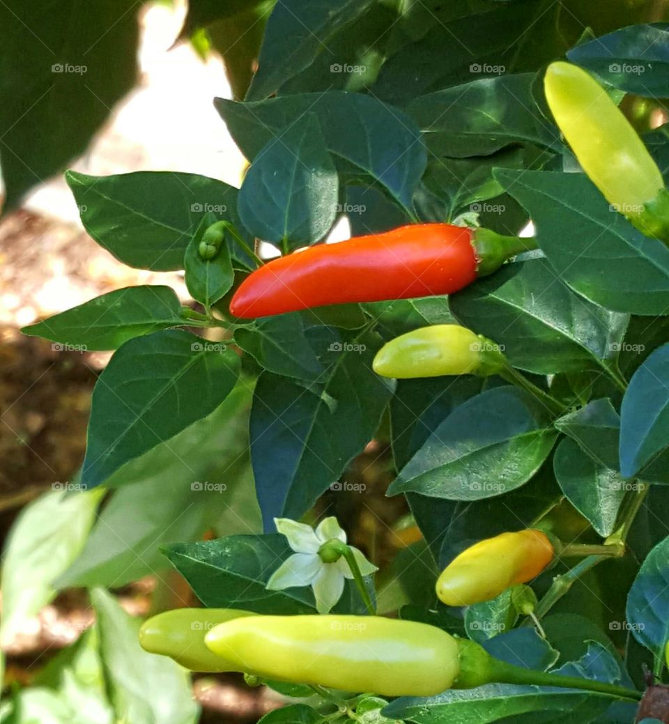 One red chili pepper