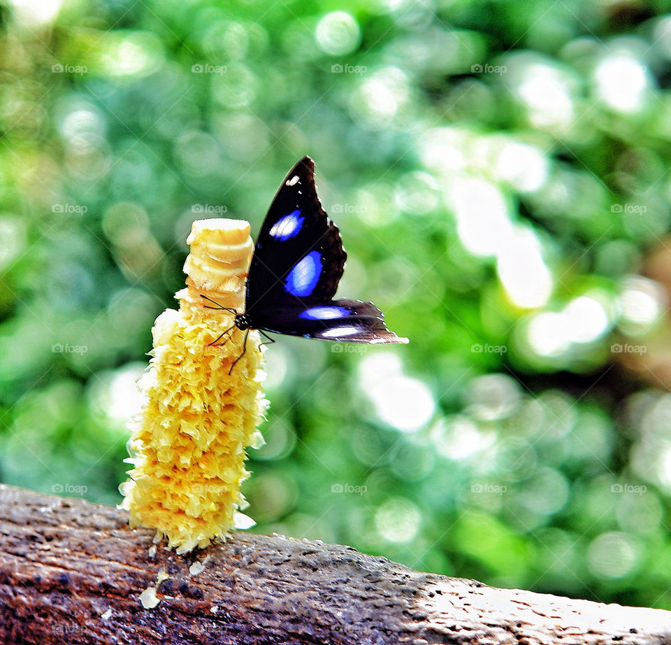 Corn lunch