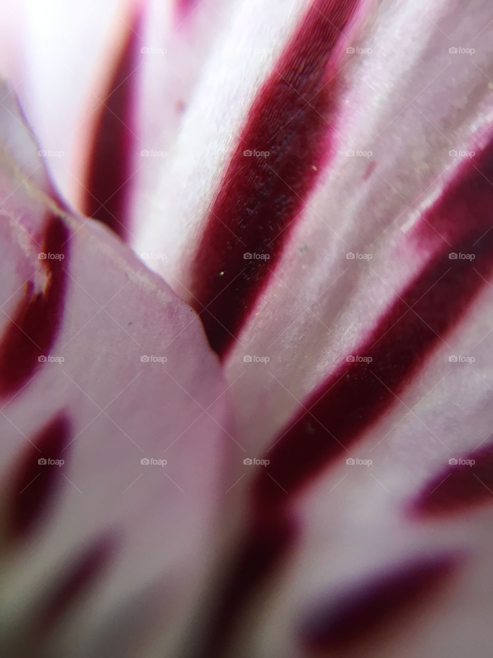 Pink and White Macro Flowers Petals 