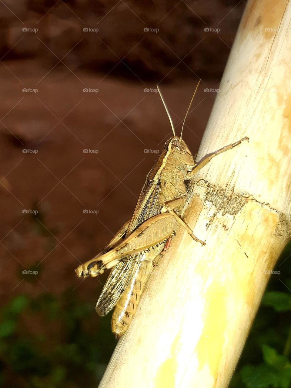 This is an image of a grasshopper resting on a bamboo stem. The grasshopper has a brown, textured exoskeleton and long antennae. Its hind legs are prominent, adapted for jumping. The background is blurred, focusing on the insect