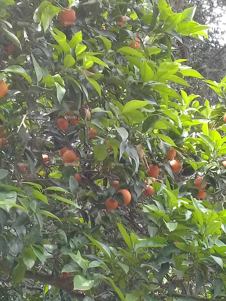 árbol de naranjas con fruta madura