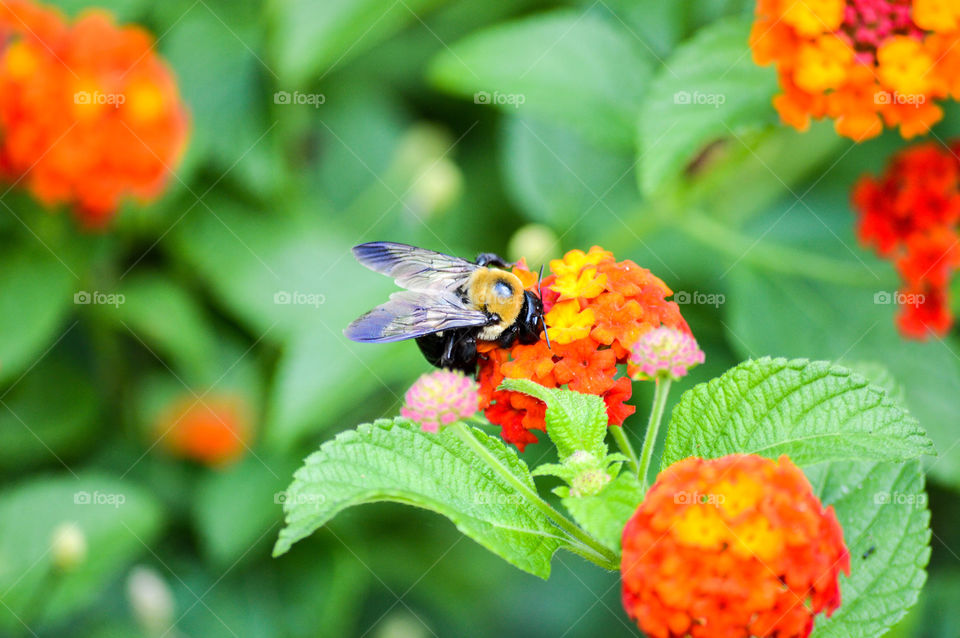 Bumblebee on orange flowers