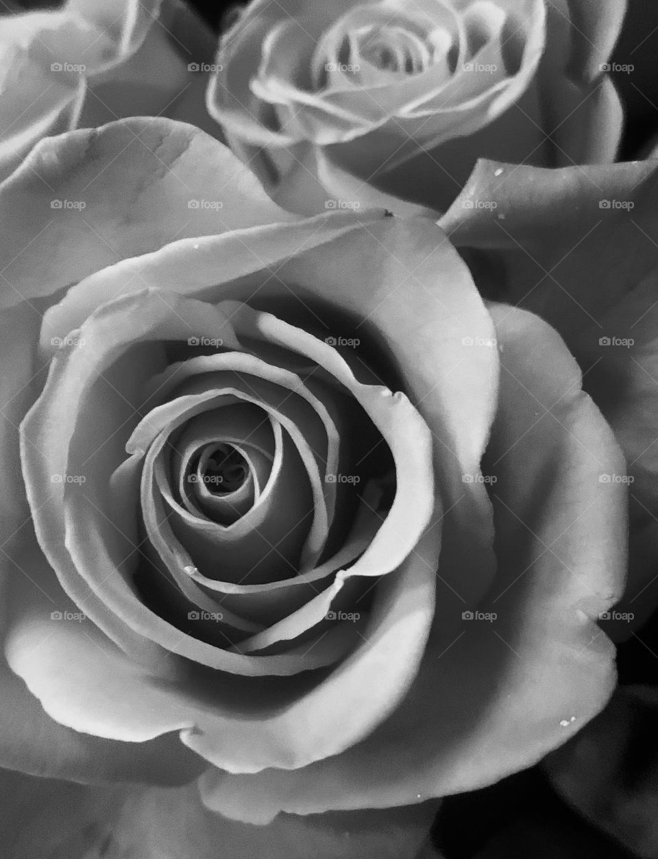 Monochrome rose 