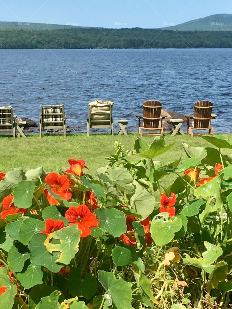 Narcissus flowers foreground at lake 