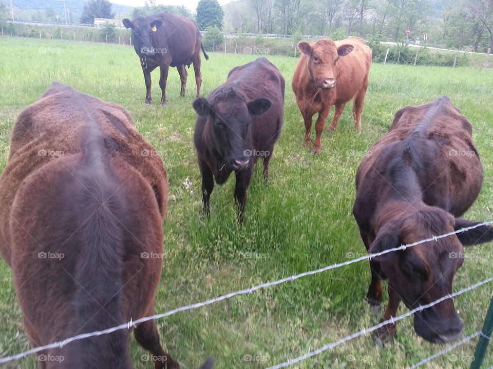 cows in field. cows in a field