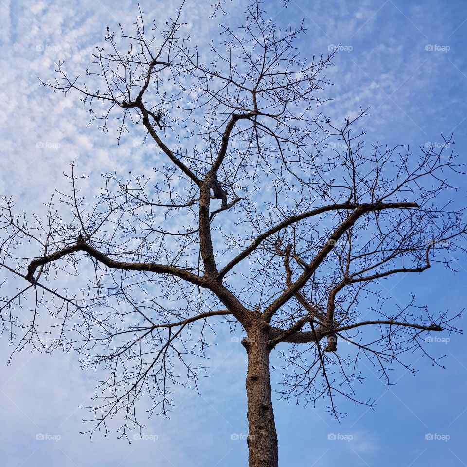 The leafless tree and blue sky