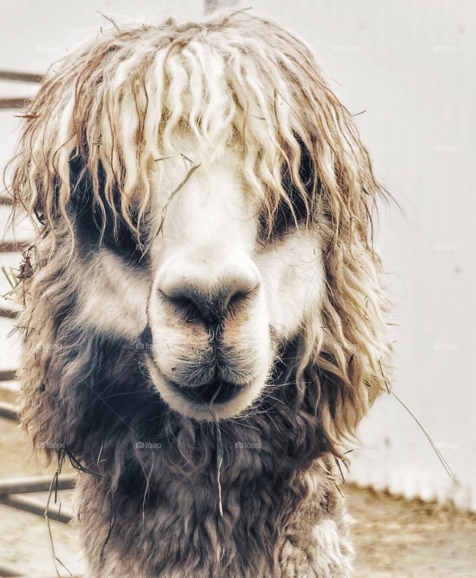 Alpaca