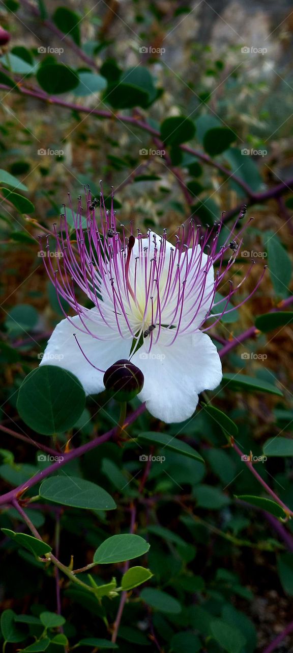 Capparis spinosa