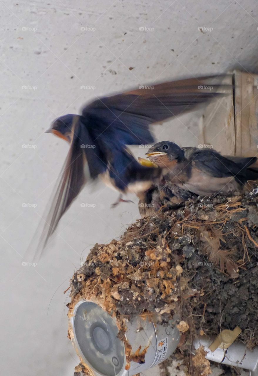 flying bird with yeung bird