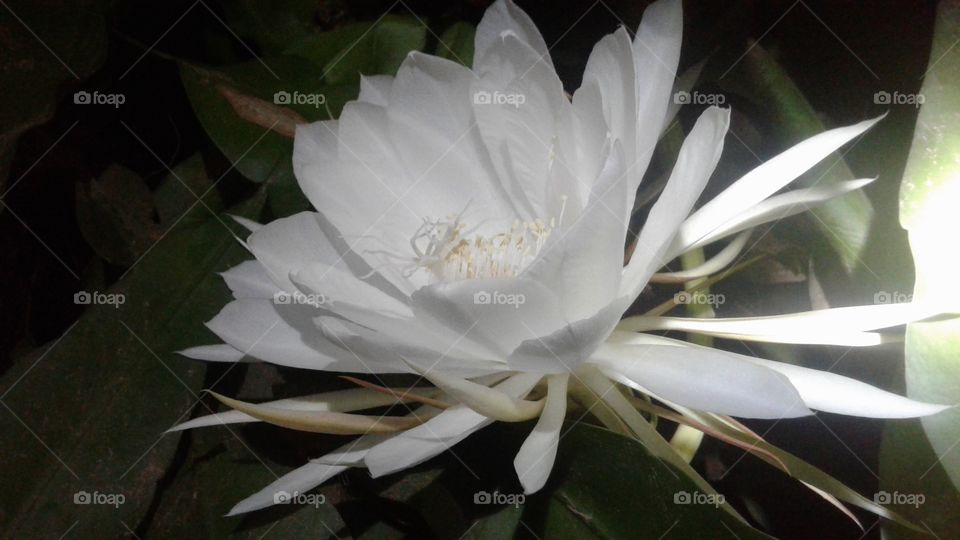 white flowers bloom at night