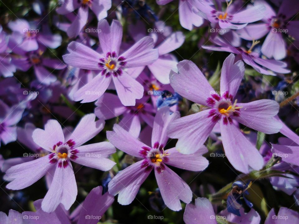 Flower, Nature, Flora, Garden, Floral