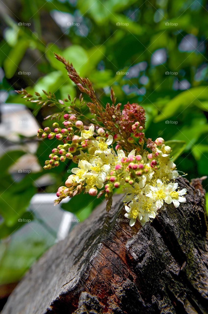 The beauty of spring