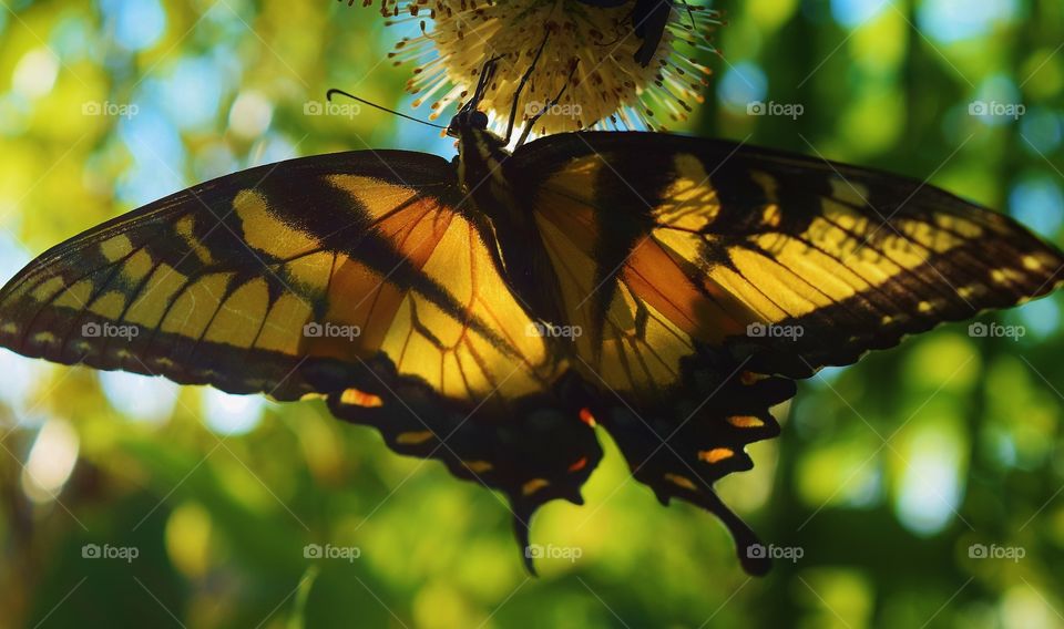 Close-up of butterfly