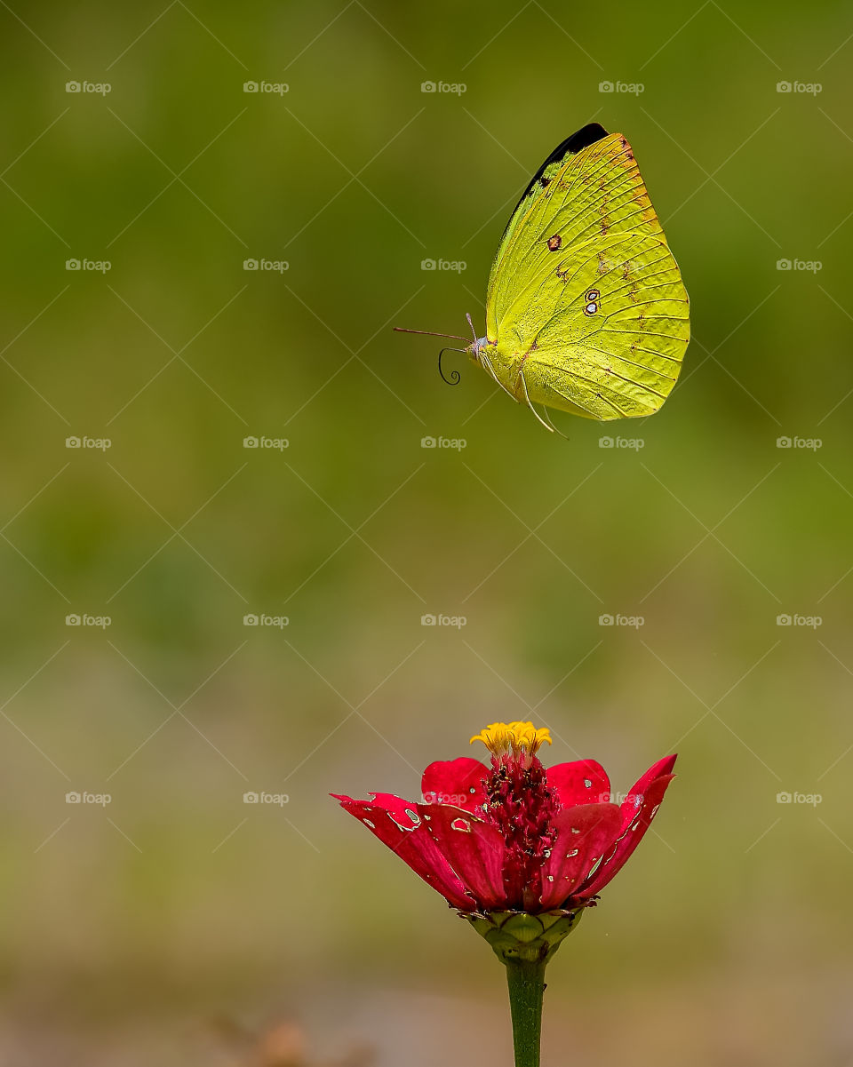 fly free yellow butterfly