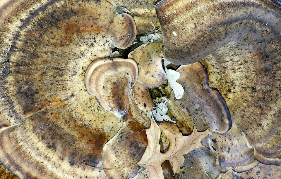 closeup mushroom