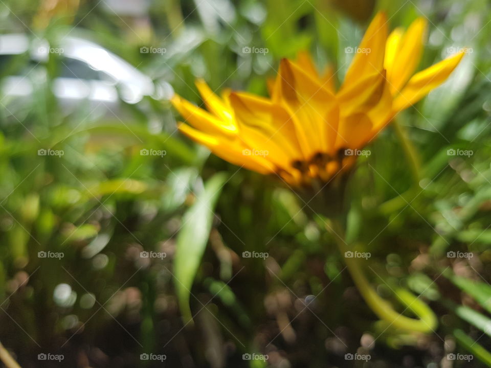 flor amarilla de jardín tomada sin enfoque