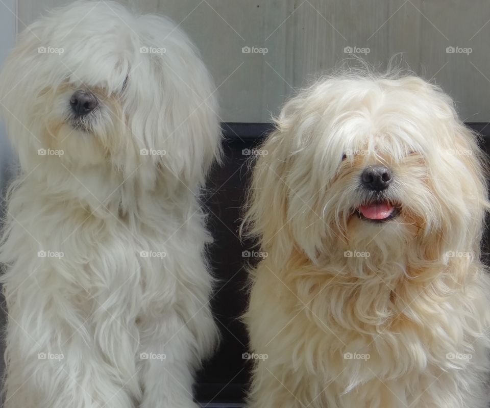 Cesar and bear. My babies are so photogenic, love taking pics of them. Need a haircut