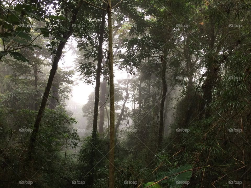 Foggy forest