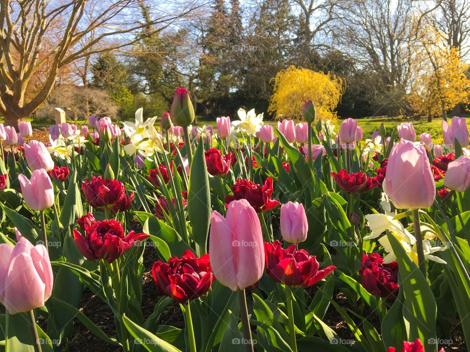 Beautiful flowers on the field