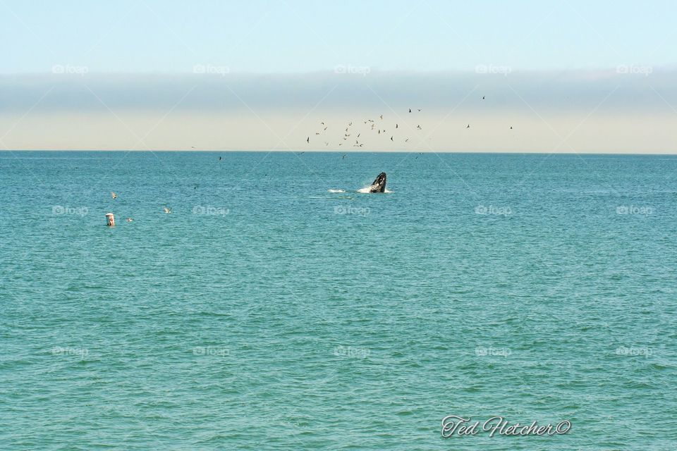 Humpback Whale