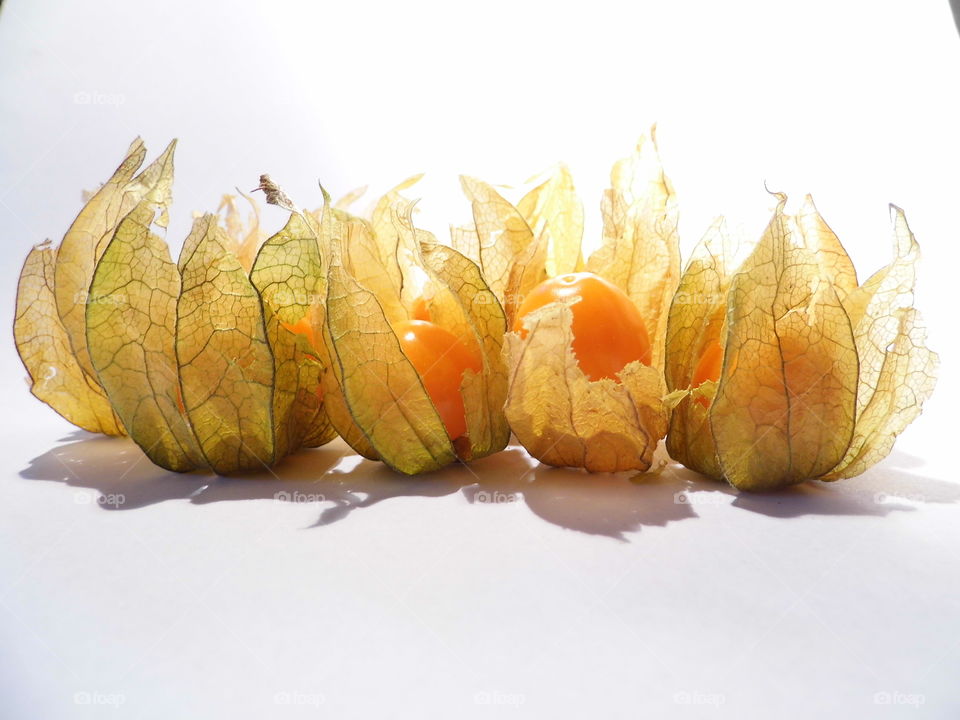 physalis fruit