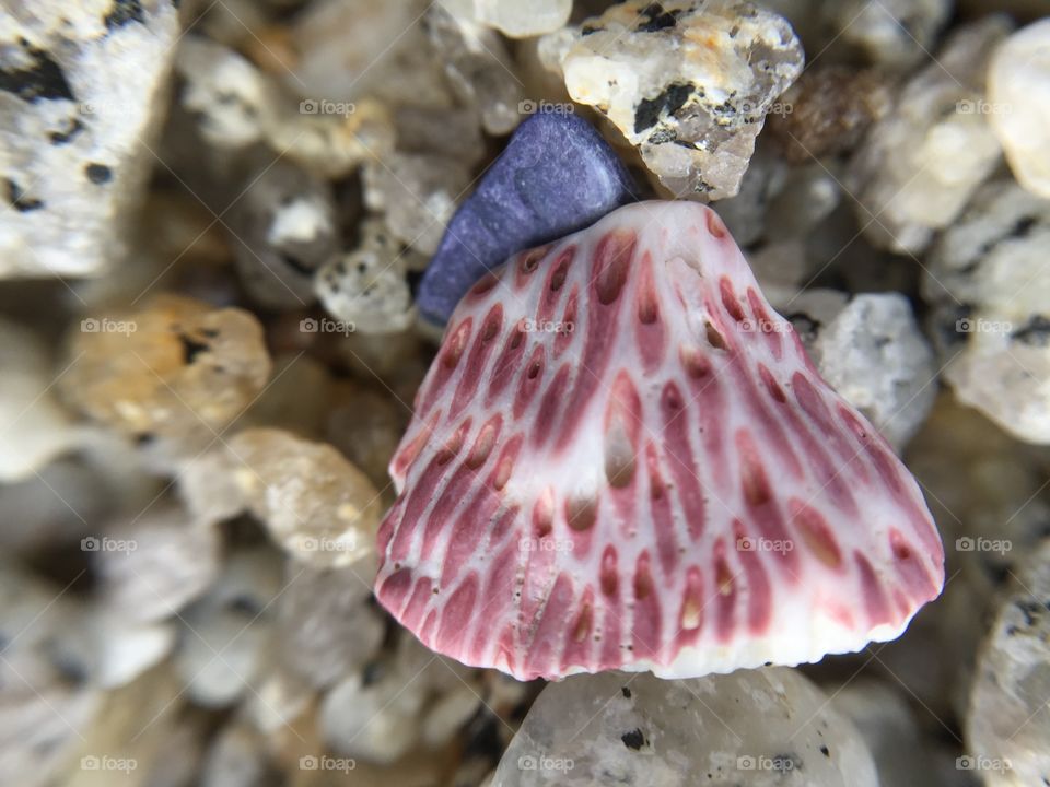 Close-up of a sheshell