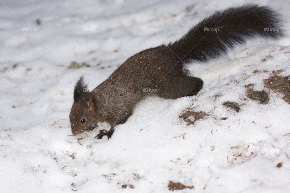 Elevated view of squirrel on snow