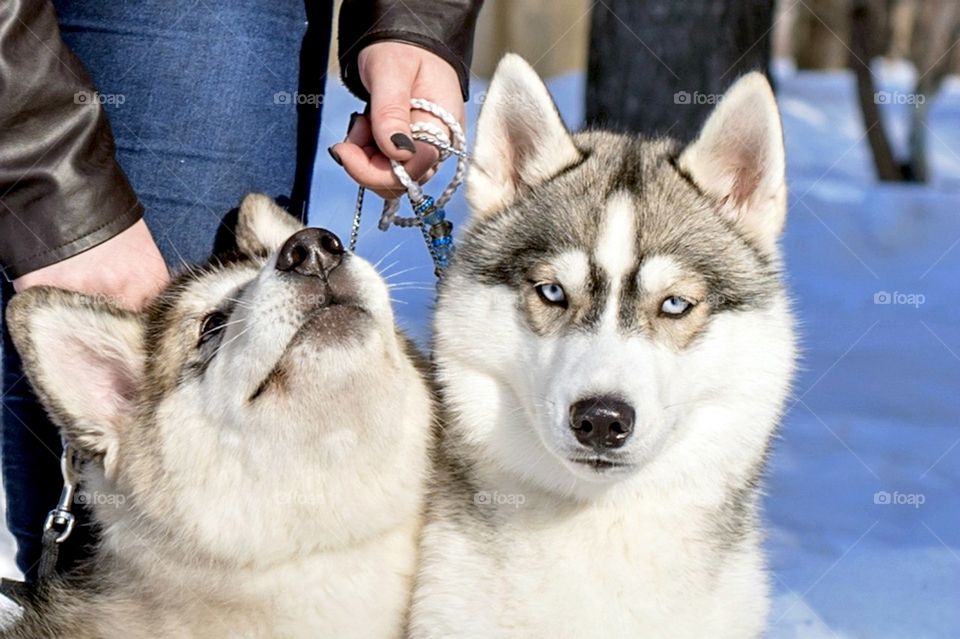 Person with two dogs