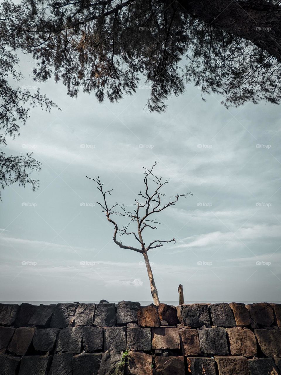 Trees are poems that the earth writes upon the sky...