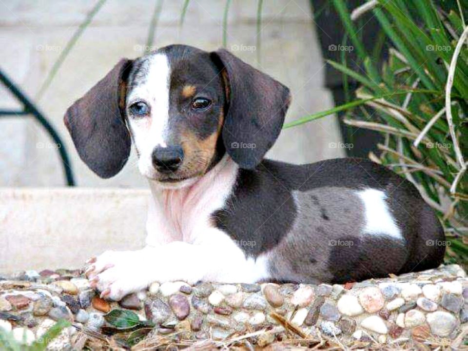 Piebald dachshund