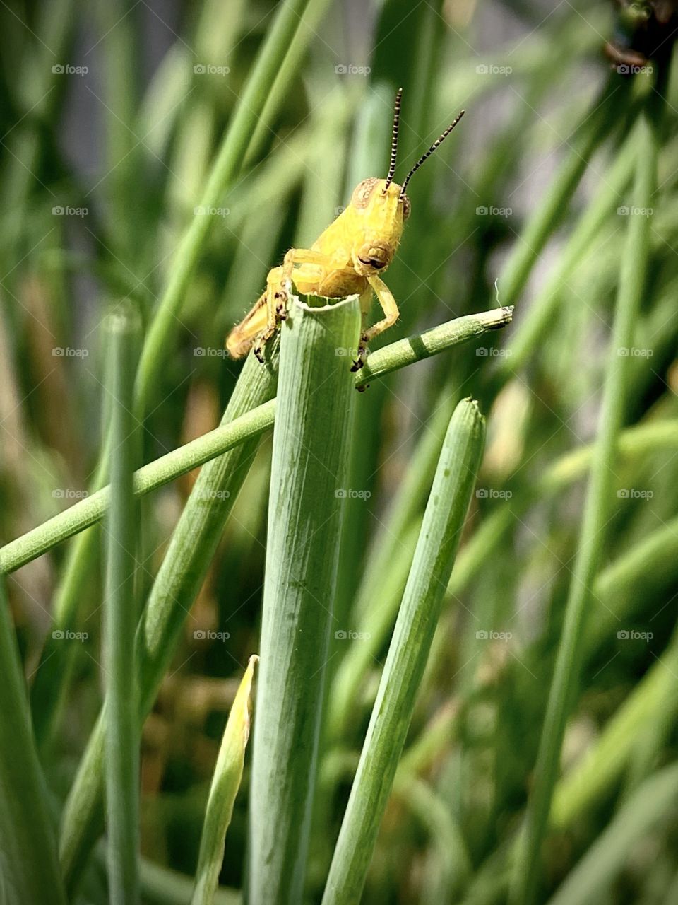Stare down with a tiny green grasshopper perched on cut green chives