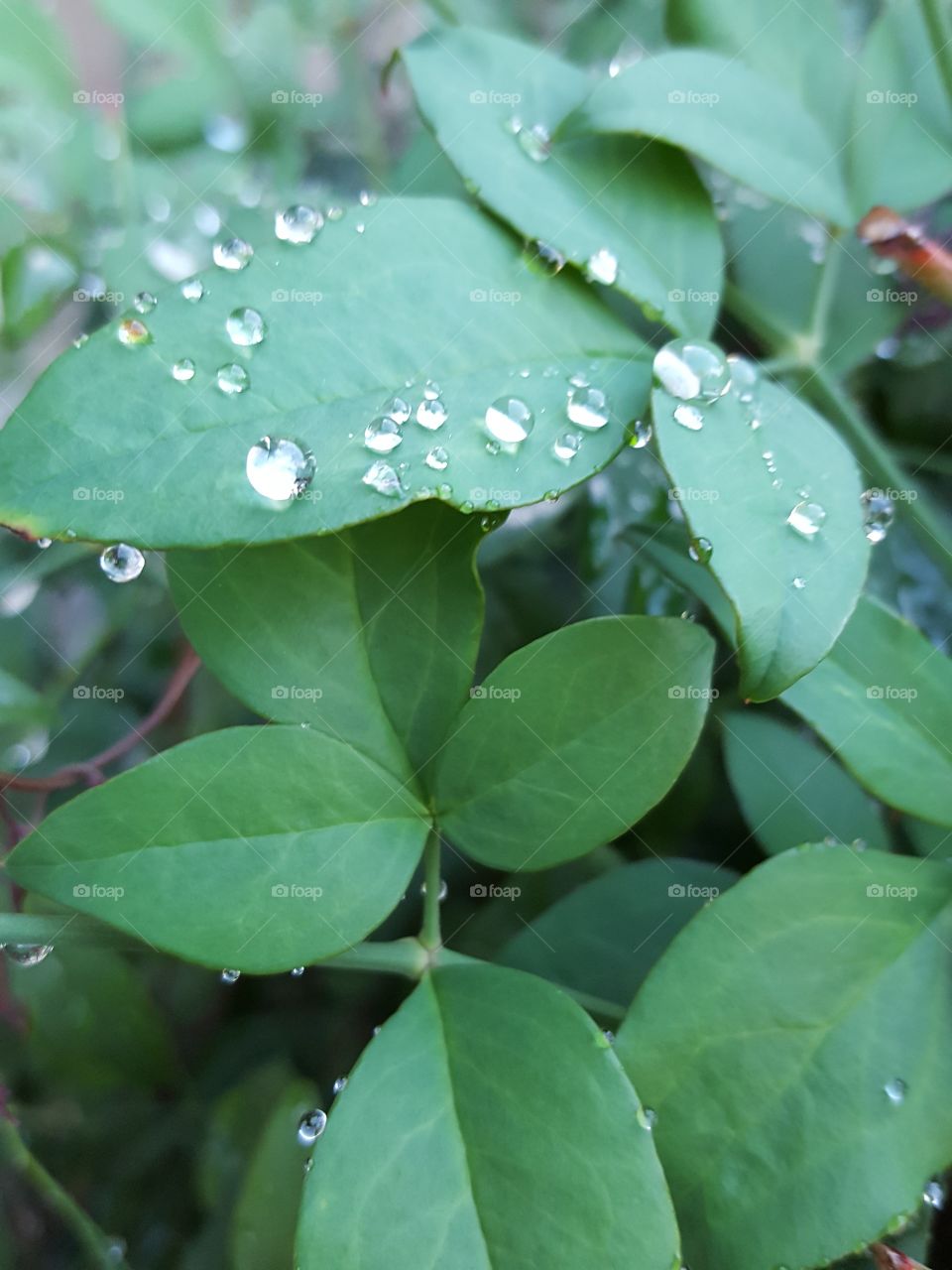 water drop