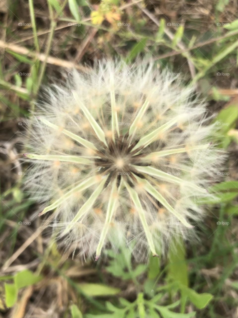 Perfect dandelion, glowing green, with its white floaties waiting to be carried off by the wind to grow again on the ranch in Texas.