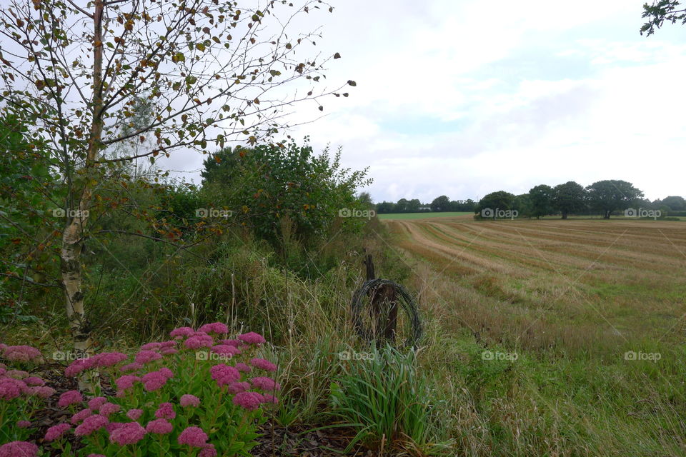 Feld Sommer Ernte GrasRhe weite