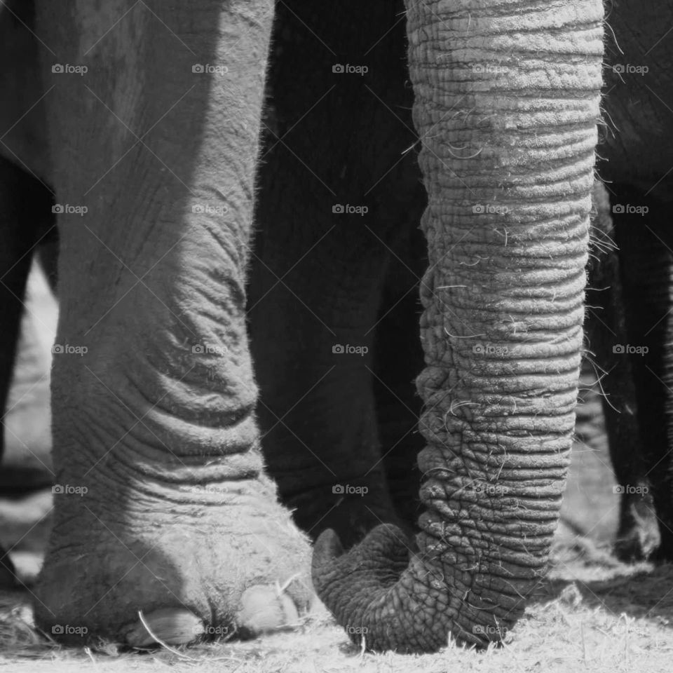 A black and white close up of an elephant trunk 