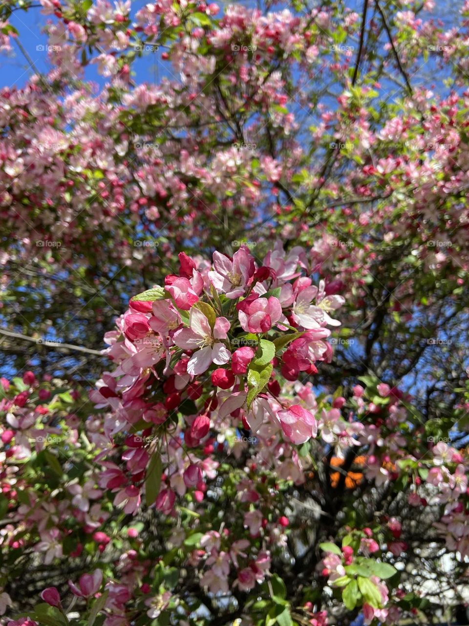 Crabapple beauty 