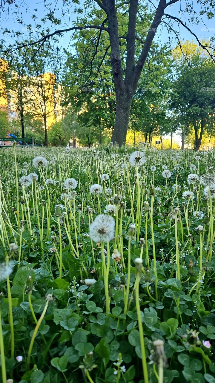the dandelion first shines in the morning sun
