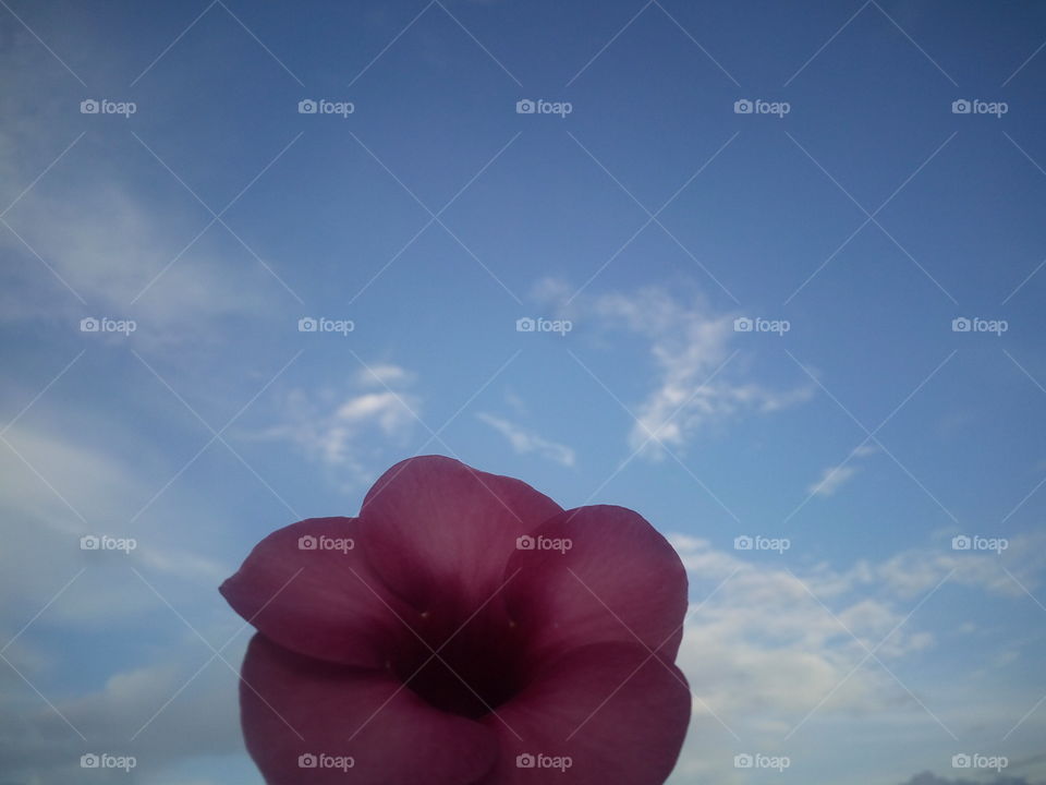 the most beautiful flower and deep blue sky and blur clouds