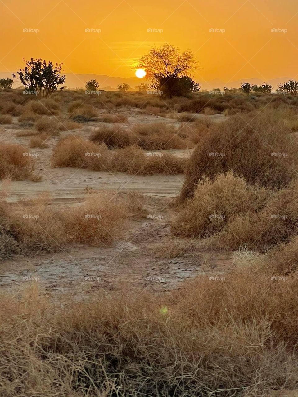 Sunset Libyan desert 