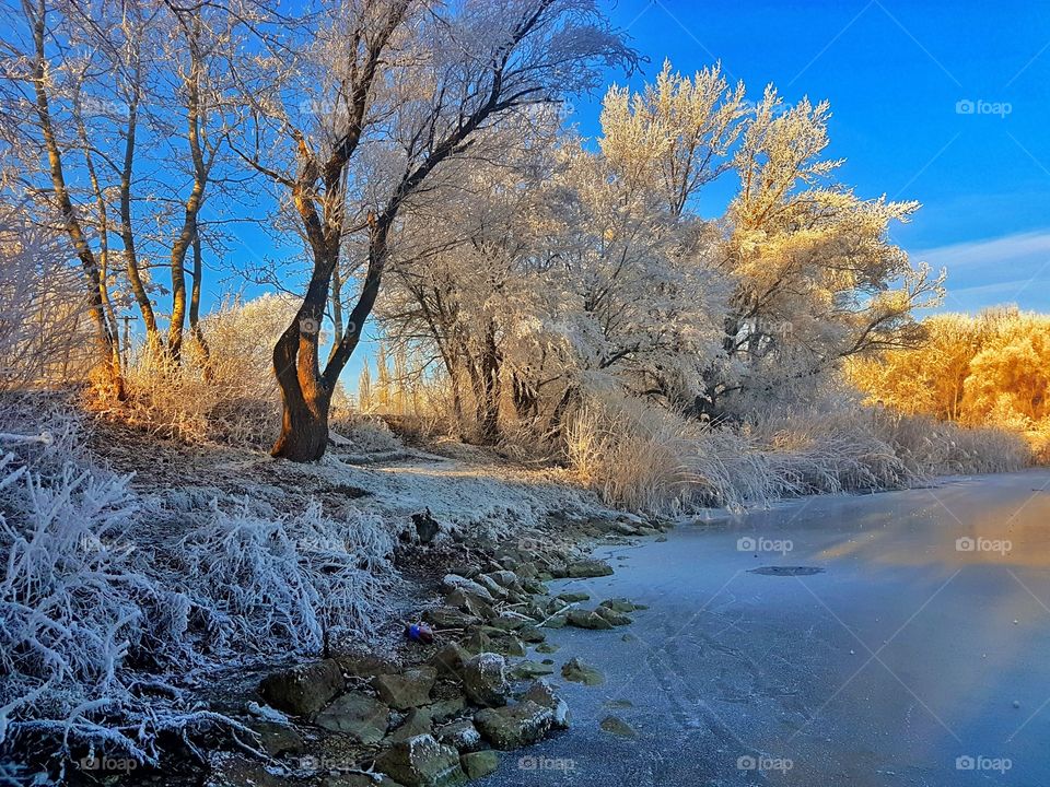 Bare trees and frozen lake in winter