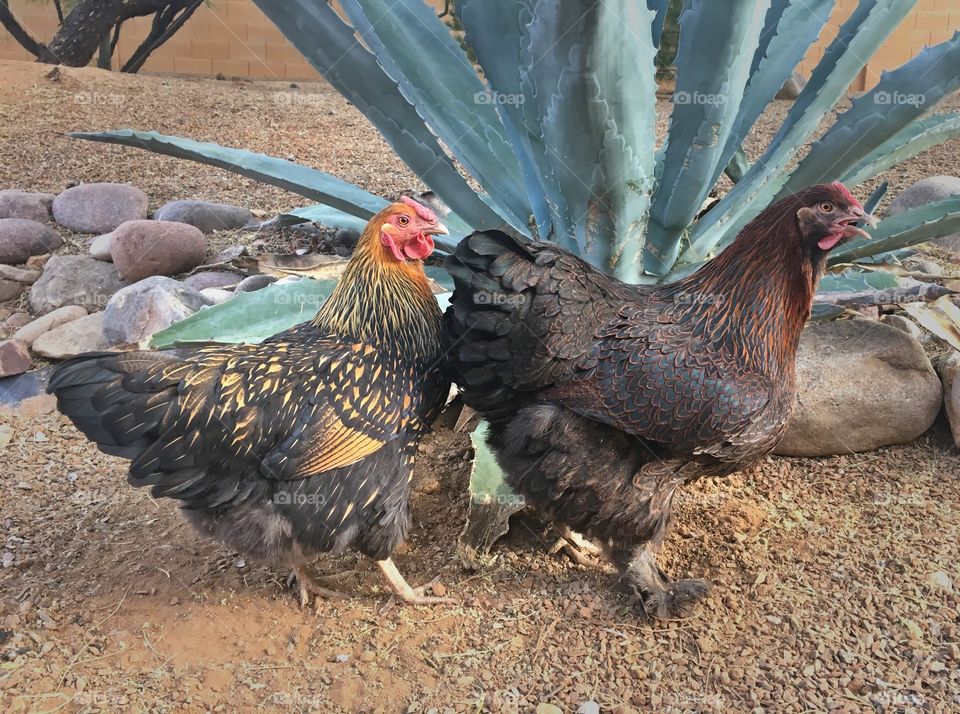 Golden laced Wyandotte and partridge Cochin hens in front of an agave 