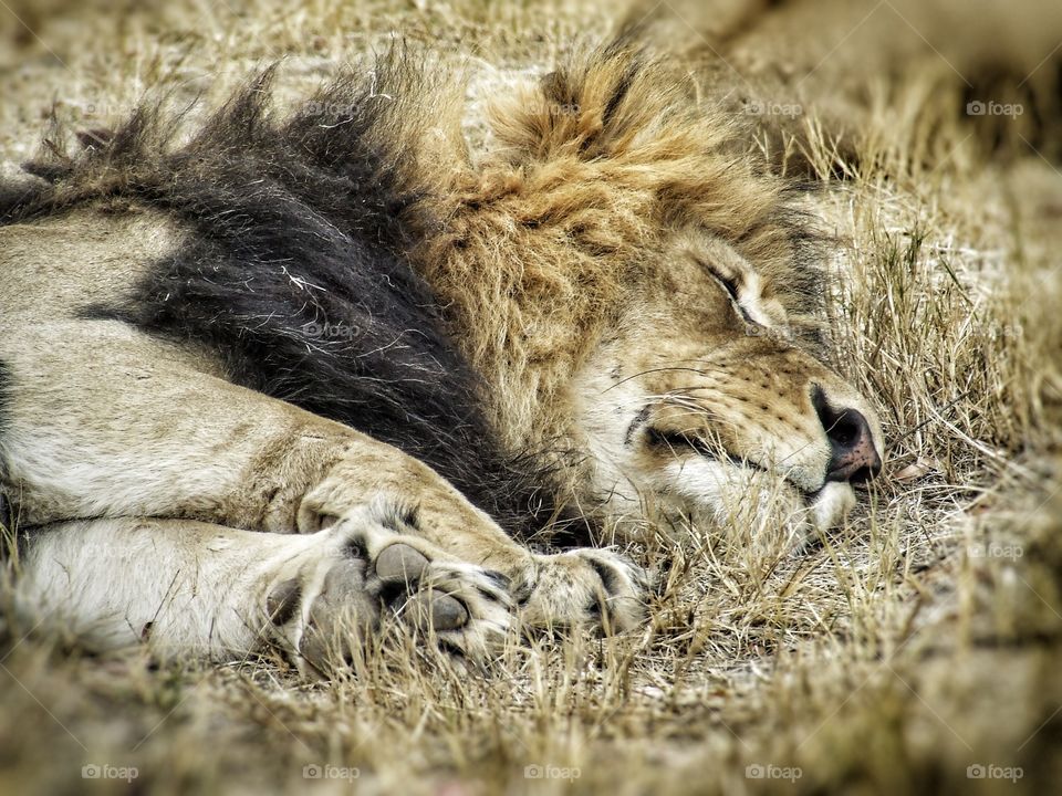 Lion sleeping