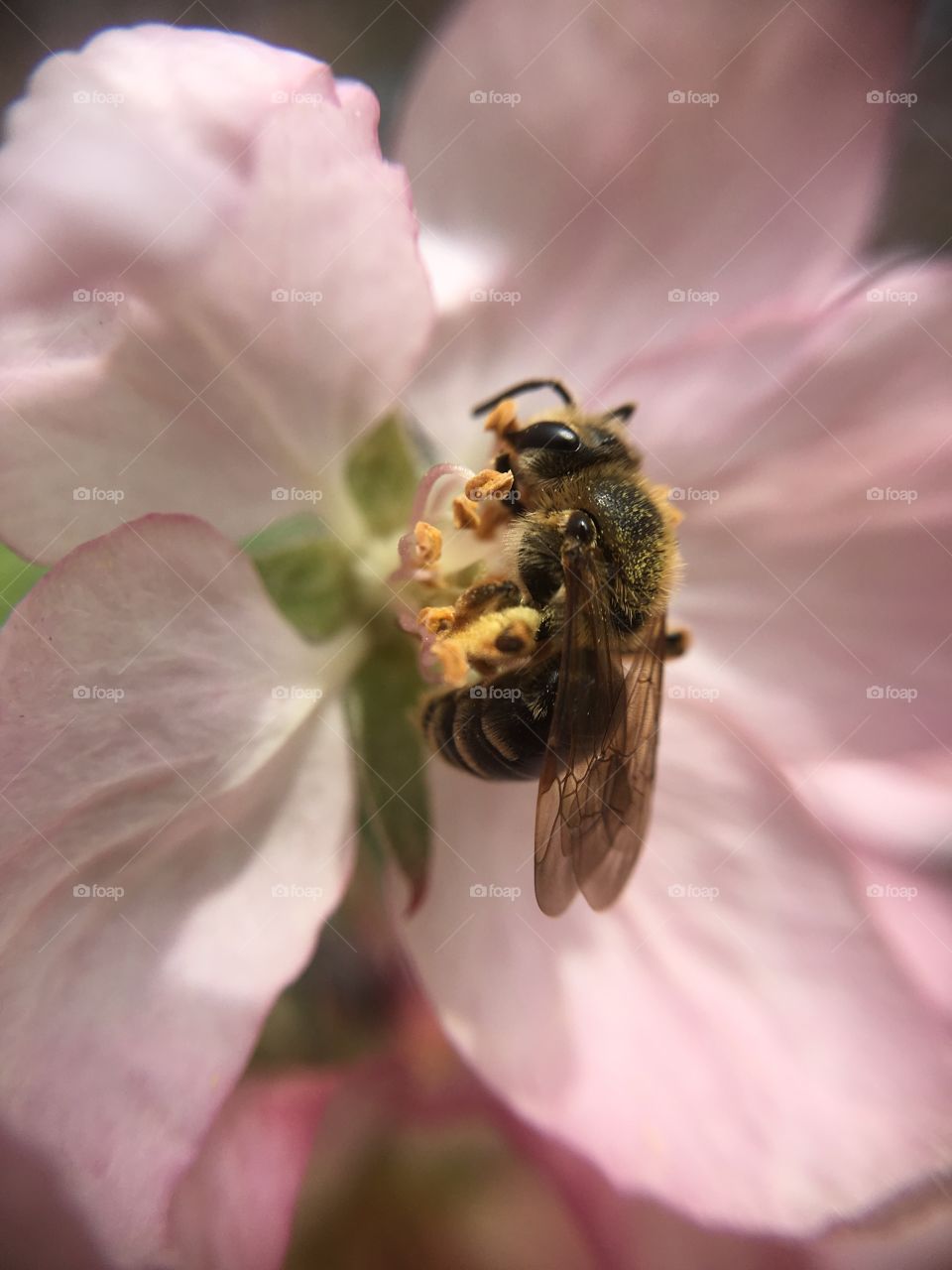 Bee on pink blossom 